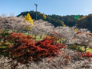 小原四季桜まつり