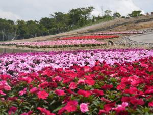 夏の茶臼山高原（イベント）
