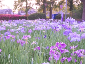 碧南市 花しょうぶまつり