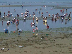 小中山地区海岸 潮干狩り