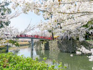 岡崎の桜まつり