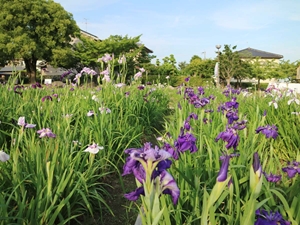 萬葉公園高松分園　花しょうぶ祭