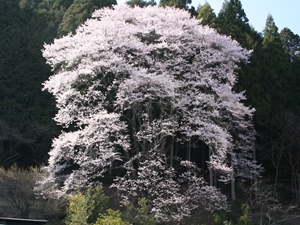 神田のエドヒガンザクラ