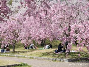 水源桜まつり
