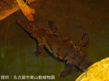 東山動植物園 ナイトZOO