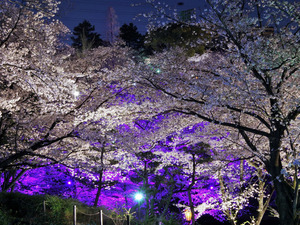 大池公園桜まつり