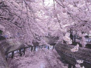 一宮桜まつり　木曽川堤