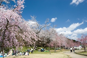 水源桜まつり