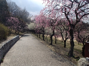 平芝公園梅まつり