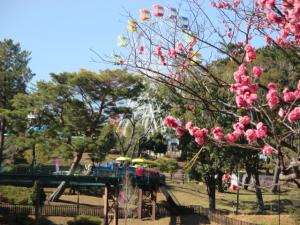 南公園梅まつり
