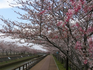 稲沢市　へいわさくらまつり