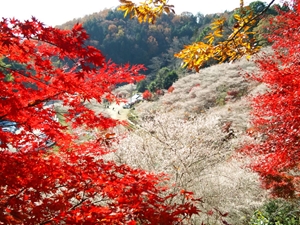 小原四季桜まつり（愛知の紅葉）