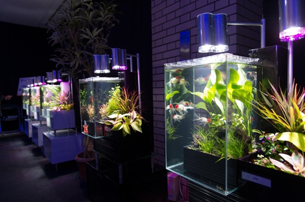 やとみ金魚アクアリウム＆深尾隆介展2018