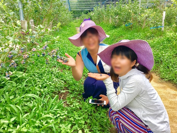 ブルーベリー浅金 ブルーベリー摘み取り