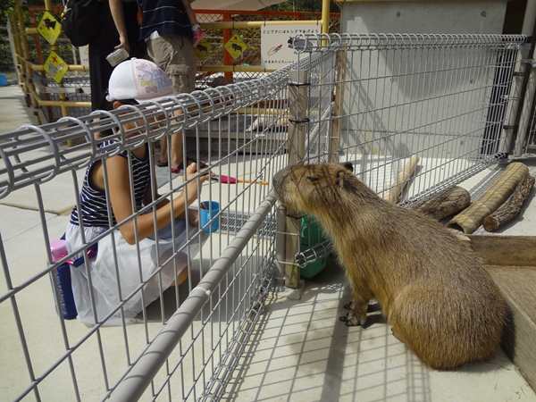 豊橋総合動植物公園（のんほいパーク）ゴールデンウィークイベント