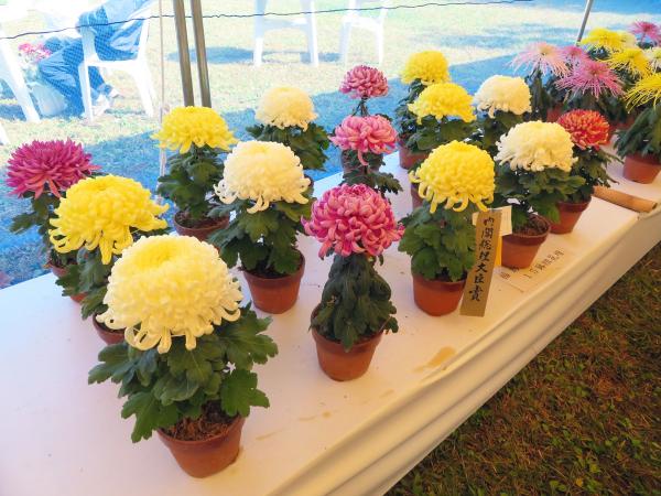 一宮菊花大会