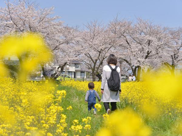 大口町 桜まつり及び桜ライトアップ