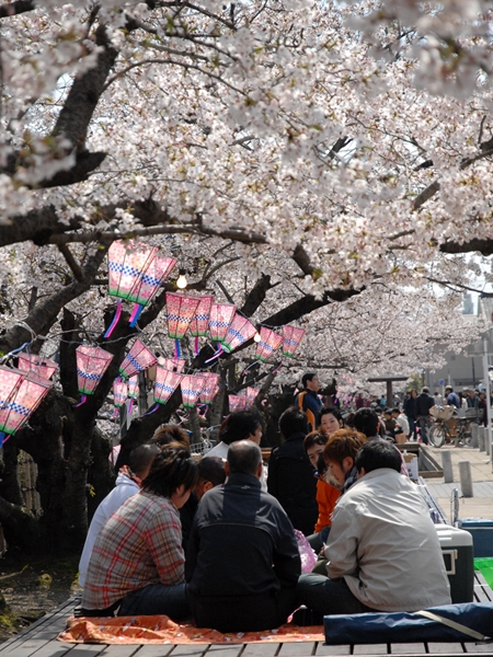 西尾六万石桜まつり