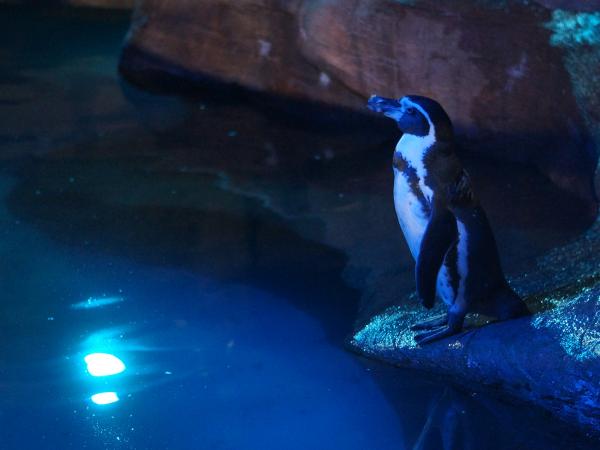 Night Zoo &amp; Garden
