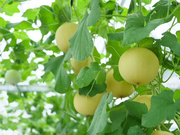 ストロベリーパークみふね ころたんメロン狩り