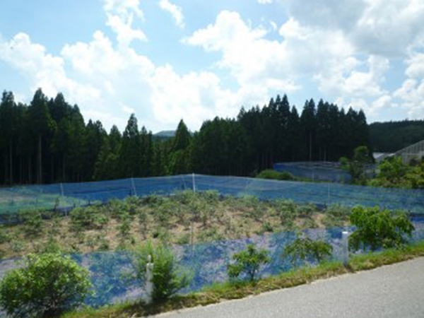 真出農園