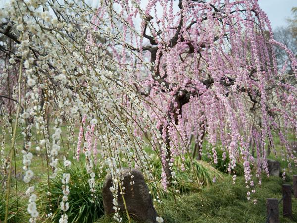 垂枝梅节・农业中心 dela农场