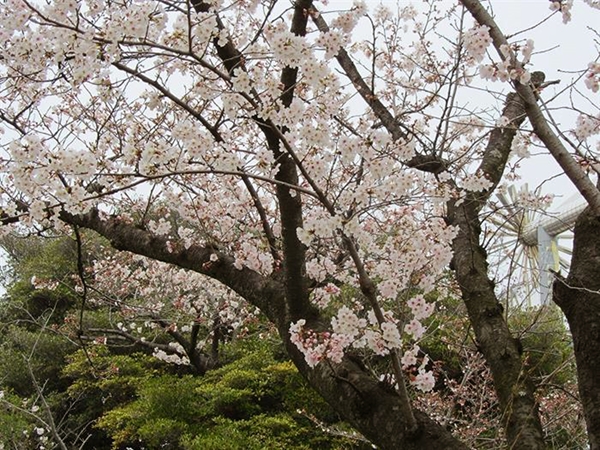 桃山公園 桜まつり