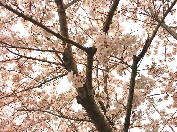 山崎川の桜