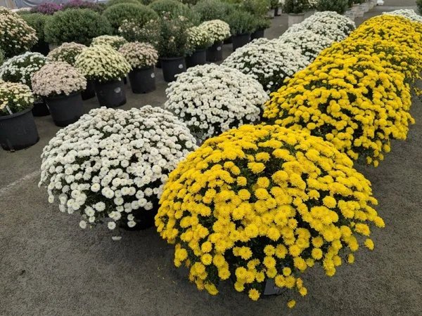 渥美半島菊花大会