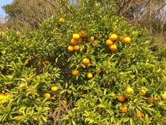 佐布里梅花节