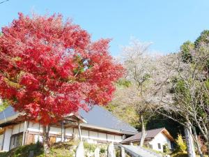 小原四季樱节