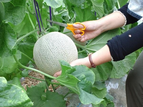 Maruka Farm Melon Picking