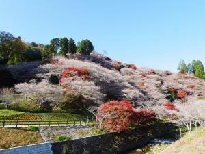 小原四季樱节