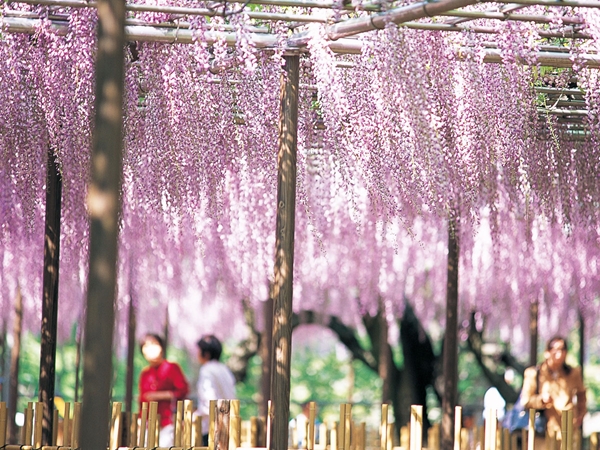 五万石藤まつり　岡崎城公園藤棚