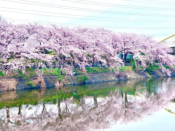 荒子川公園 さくらまつり