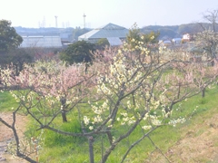 佐布里梅花节