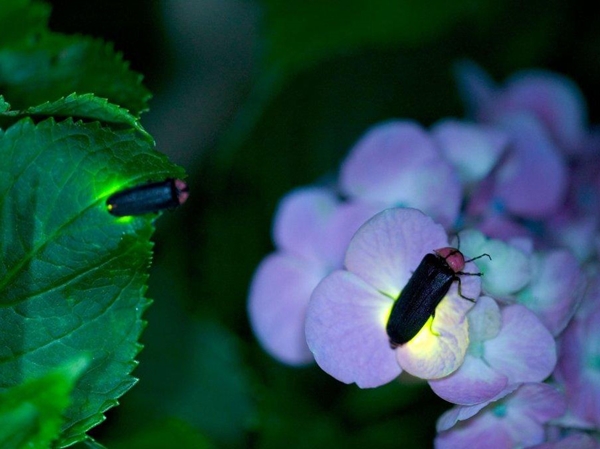 Tokkawa Firefly Festival