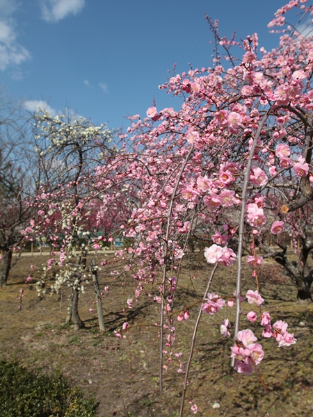 第15届平芝公園梅花節
