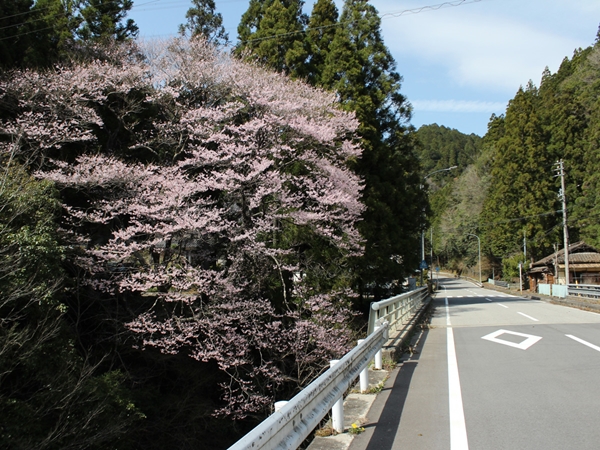 神田のエドヒガンザクラ