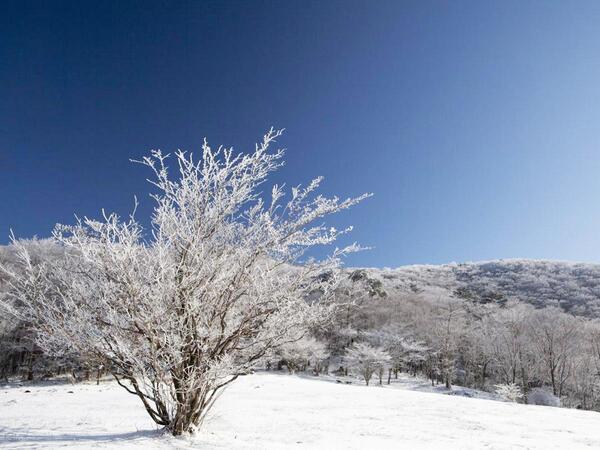 面ノ木園地の樹氷
