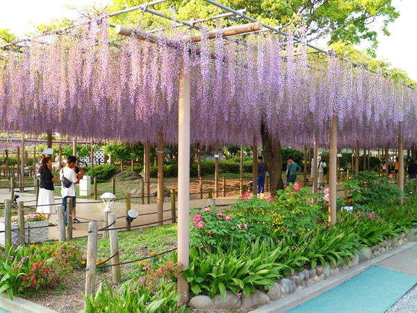 こうなん藤まつり　曼陀羅寺公園