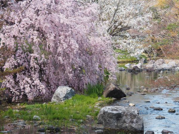 白鳥庭園 観桜会