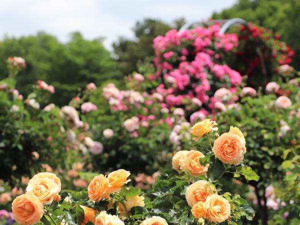 初夏の華まつり~バラ・ハナショウブ~