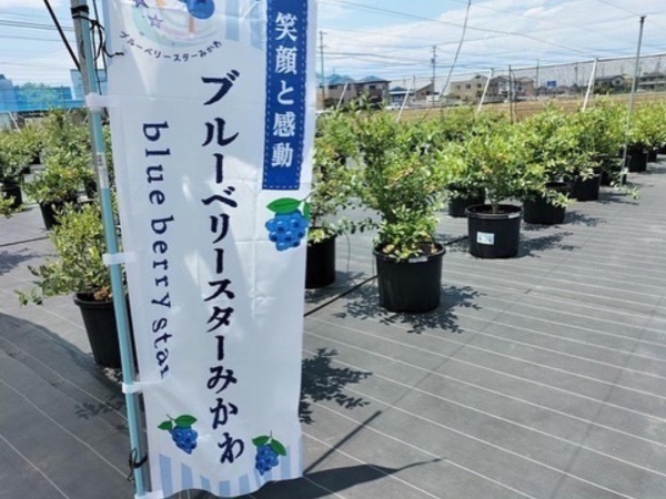 ブルーベリースターみかわ