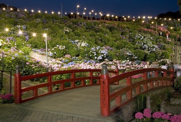 形原溫泉紫陽花節