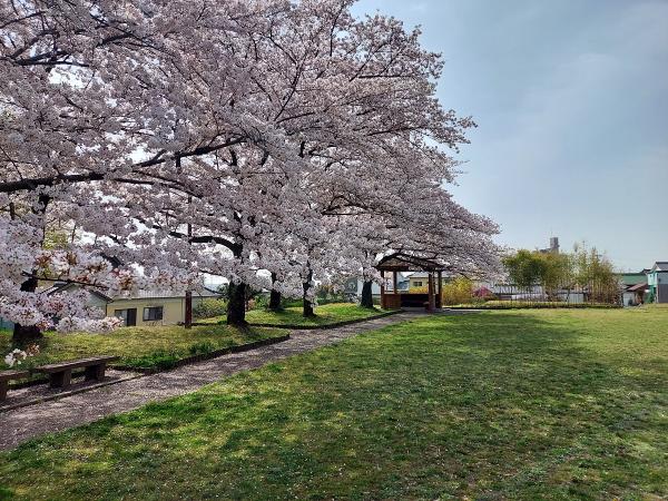 第5回 豊明市桜フォトコンテスト