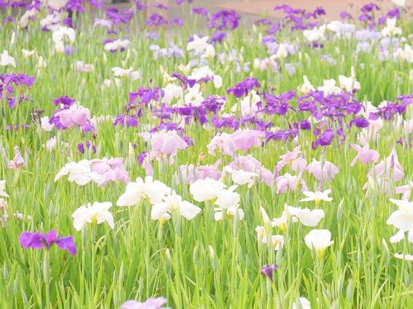 碧南市 花しょうぶまつり