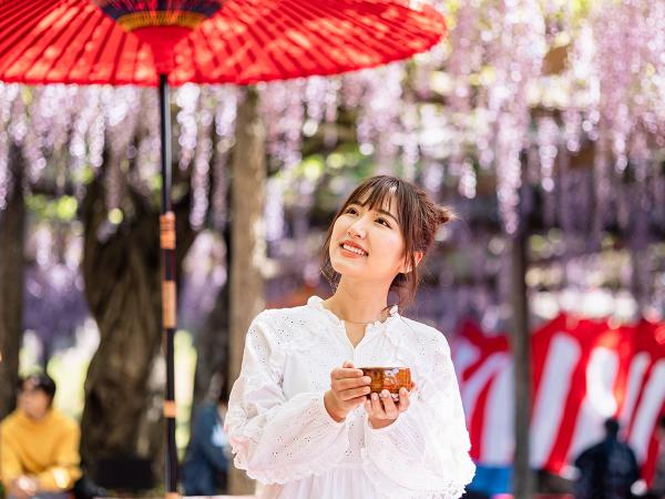 尾張津島紫藤節
