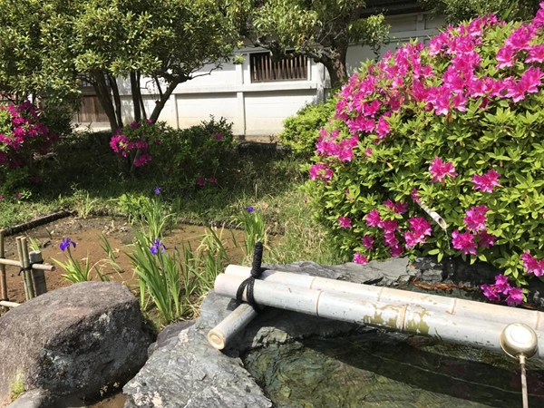 史跡八橋かきつばたまつり