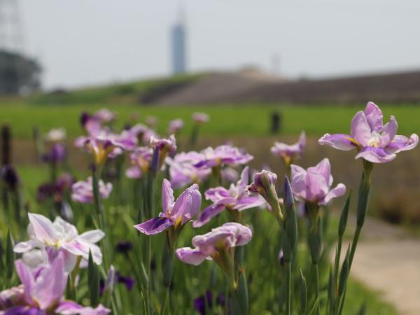 初夏の華まつり~バラ・ハナショウブ~